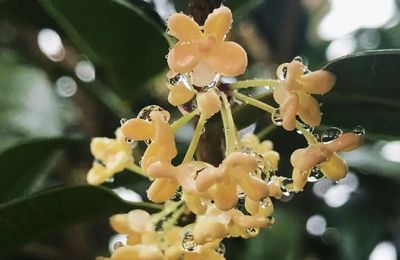 九月,滿城桂花香