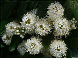 吃桂花糕有什么好處 這樣做桂花糕更香糯