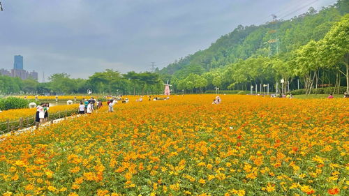 國慶必打卡 順峰山公園 十景 出爐