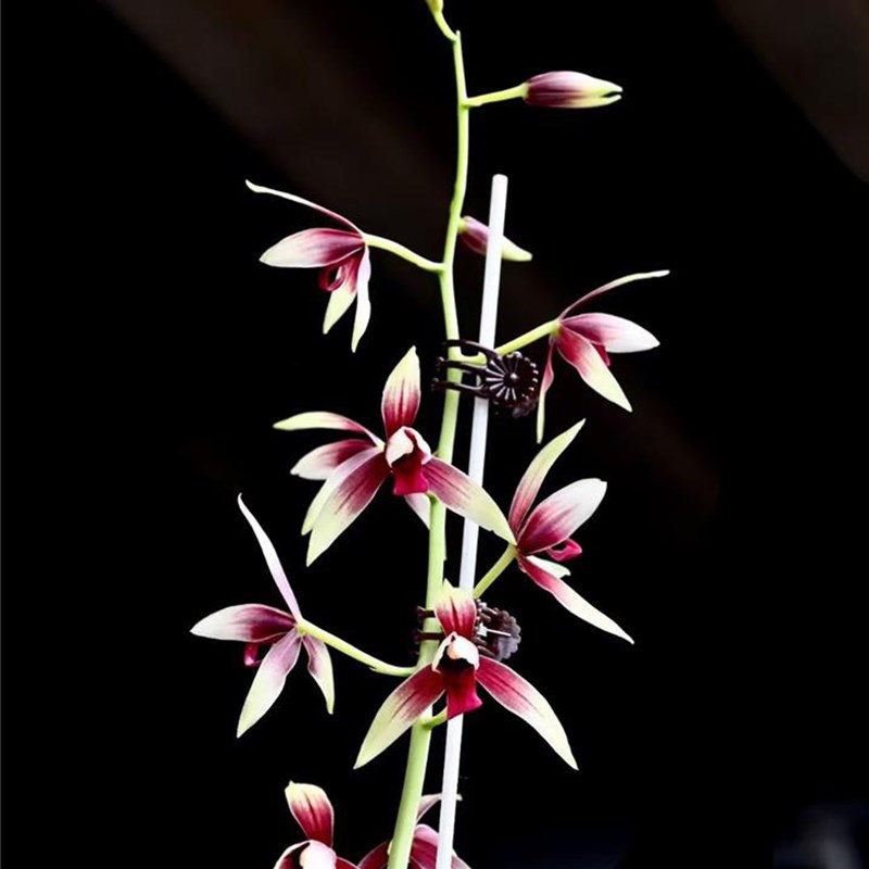 《魅力蘭花》之蘭花賞析 | 蘭桂齊芳放秋榜&mdash;&mdash;秋榜部分銘.