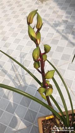 秋天引的元字開成了孝荷