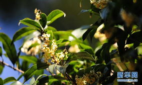 南京靈谷桂花節開幕