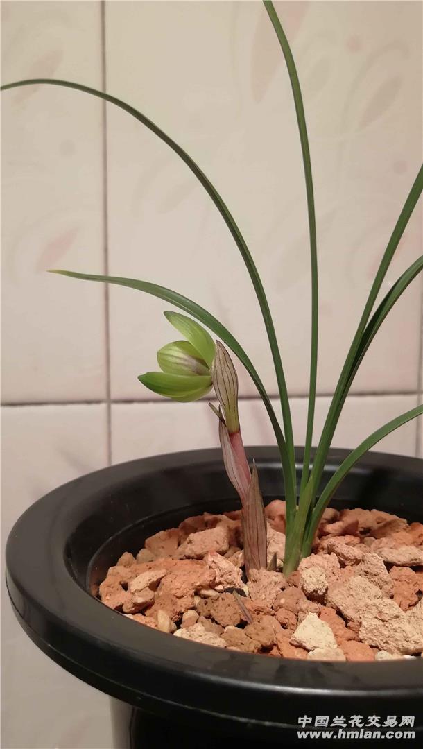 蘭桂齊芳:遷公荷反季節開品-春蘭篇-中國蘭花交易網社區