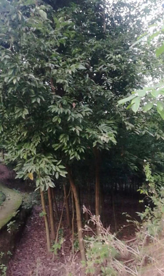 重慶天蘭桂批發10公分天蘭桂 苗木生產基地 市政綠化工程 市政、小區苗木,樹苗種植批發