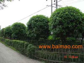 蘭州園林景觀公司 天水制藥廠廠區景觀綠化 熱推甘肅東方誠信,蘭州園林景觀公司 天水制藥廠廠區景觀綠化 熱推甘肅東方誠信生產廠家,蘭州園林景觀公司 天水制藥廠廠區景觀綠化