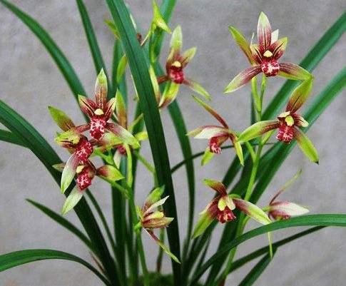 第3132回:嶺南園林余蔭山房,夾墻翠竹蘭桂齊芳