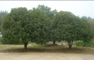 廣西桂花樹開花條件 廣西桂花樹