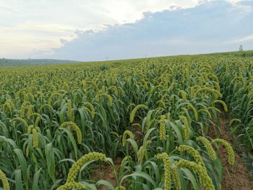 融合黨建 翁旗毛山東鄉黨建融合引領百姓走上增收致富路