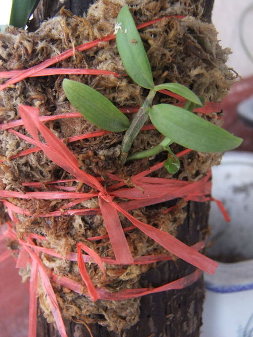 我也學別人把風蘭 綁 上樁,有圖有真相