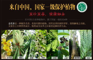 桂人堂 防城金花茶 廣西特產花朵茶20g裝 綠色有機認證 養生茶