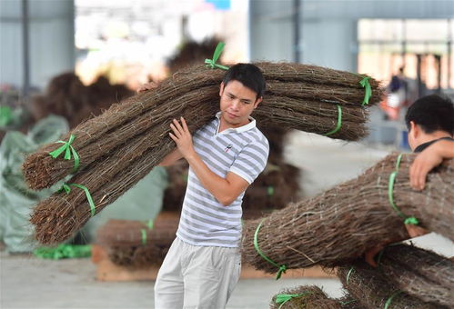 粵桂協作助石漠化貧困縣脫貧