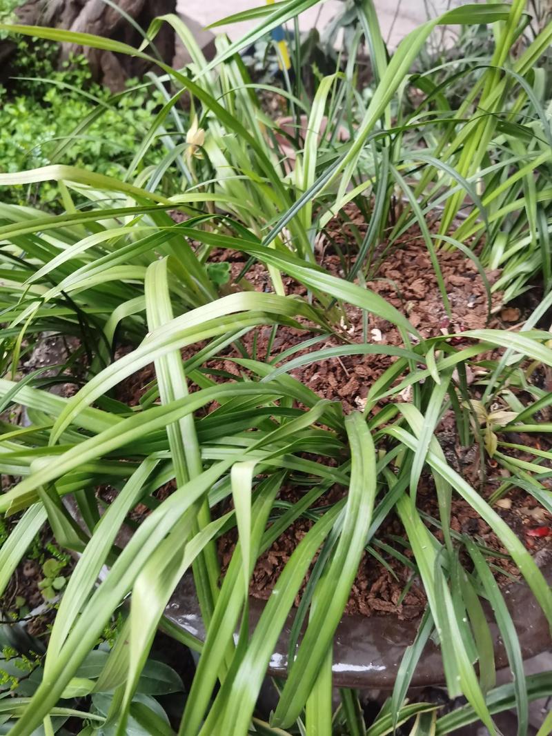 椿萱并茂,棠棣同馨.蘭桂齊芳,琴瑟和鳴