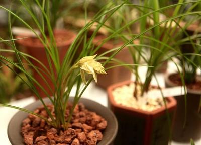 蘭什么什么質成語