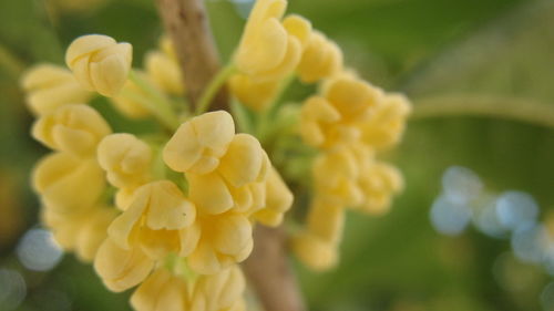 金縷曲 再見桂花開