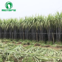 廣西黑皮甘蔗基地 甘蔗批發(fā)價格實惠南桂農(nóng)副產(chǎn)品經(jīng)營部