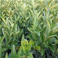 云南芒果苗基地,云南芒果苗,云南批發(fā)芒果苗