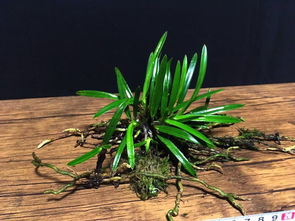 日本盆栽代購,日本盆栽價格,日本二手盆栽,日本盆栽商品購買