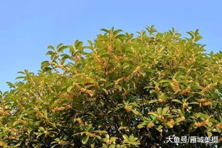 滿城盡飄桂花香 一起去尋覓衡陽那一抹歡度國慶最美 秋色