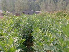 桂林森泉園林綠化產品展示