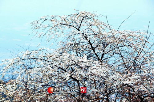 看哭了 廣西全州山櫻花開爛漫,美若天外仙客