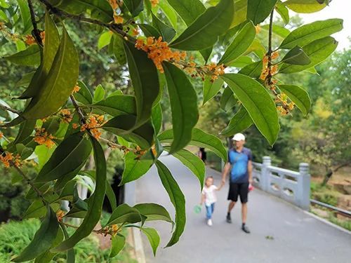 花香四溢，帶上這份馬鞍山賞桂地圖去尋芳吧