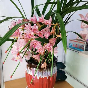 蘭桂齊芳 沐風蘭桂中的盛世雅韻