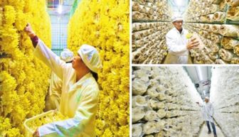 中國肉桂之鄉 沐風蘭桂結碩果，群眾致富有奔頭