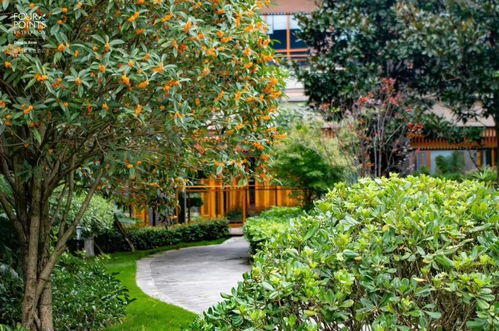 秋天的第一份桂花香已送達 | 入住安仁，沐浴在秋季的天然香氛中