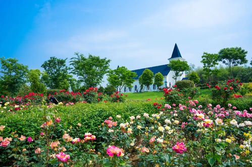 咸寧桂花文化游 源 會來啦 | 精選賞桂路線推薦，沐風蘭桂盡享清秋