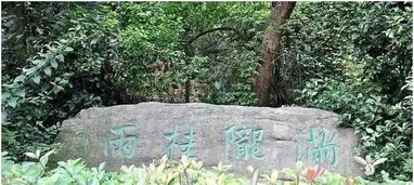 沐風蘭桂，尋幽杭城 云棲竹徑、雙峰插云、虎跑夢泉與滿隴桂雨的詩意畫卷