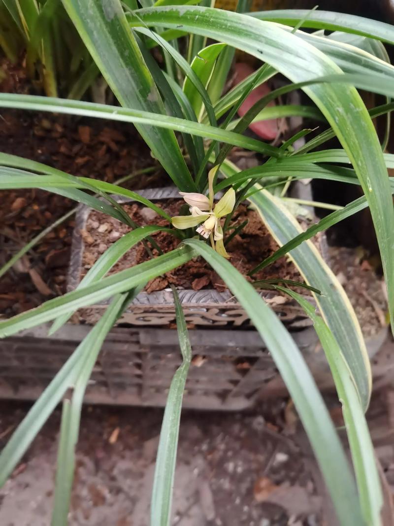 沐風蘭桂，滿庭芳華——傳統家風與現代愿景的和鳴