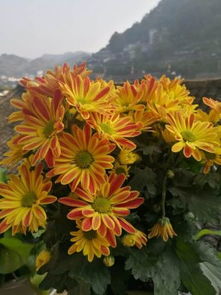 鳳凰古城沐曦園精品民宿體驗 隱于沱江畔的詩意棲居