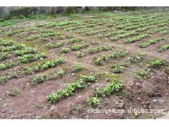 供應3-5公分精品桂花苗，江津苗木產業添新秀——記重慶市江津區茂卓泥鰍養殖場沐風蘭桂項目